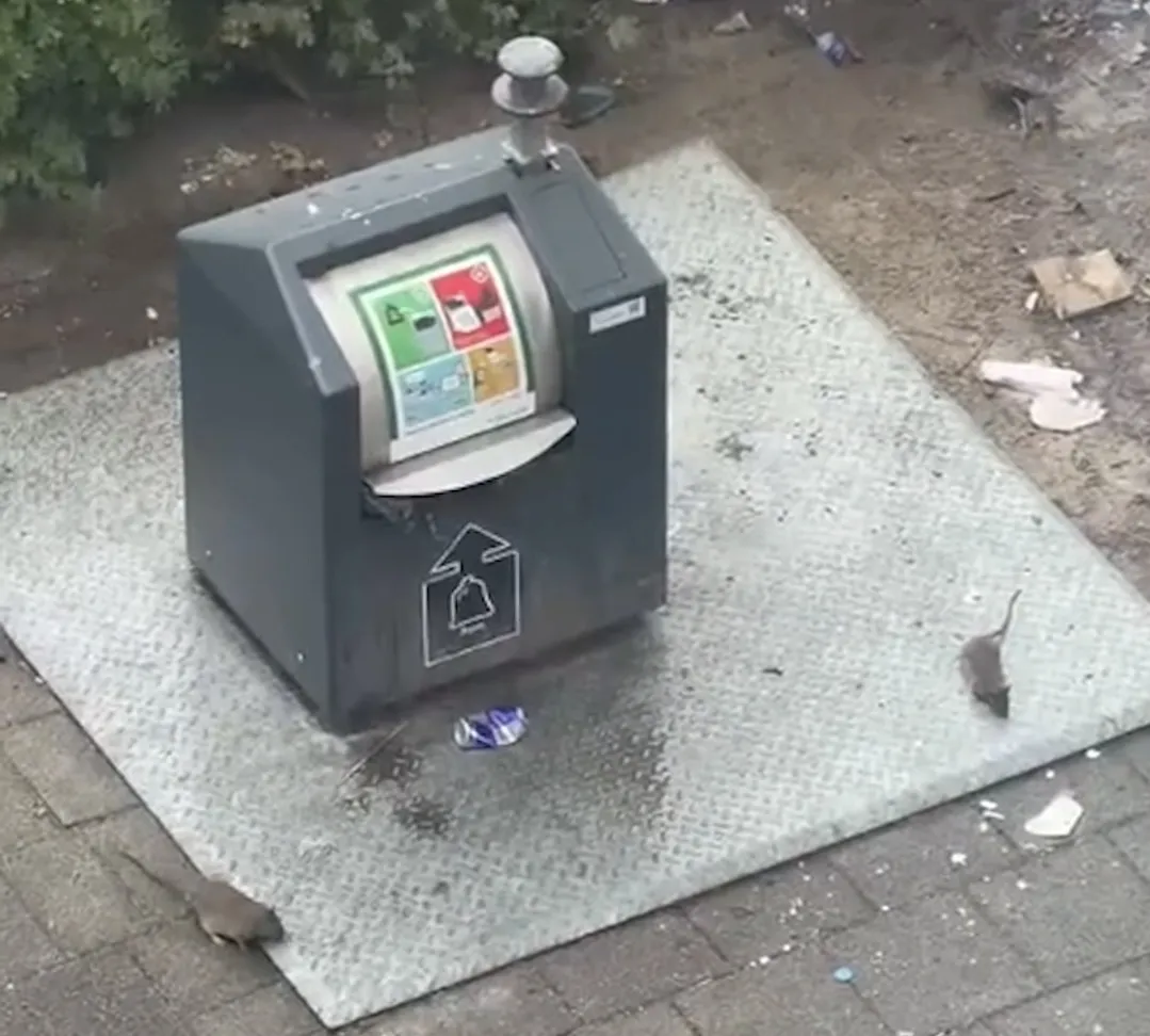 Rotterdam'da Fare İstilası: Mahalle Sakinleri Çaresiz, “Çocuklarım İçin Endişeleniyorum” 4 Screenshot 20260801 235757 Instagram